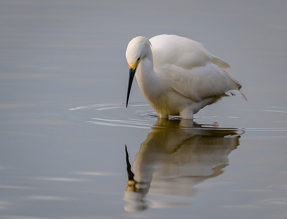 Snowy Egret