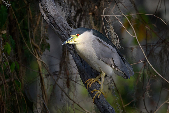 Black-crowned Night Heron