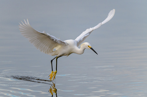 Snowy Egret