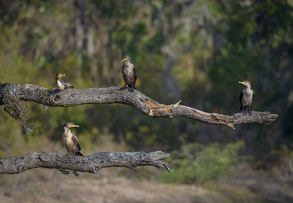 Double-crested Cormorant