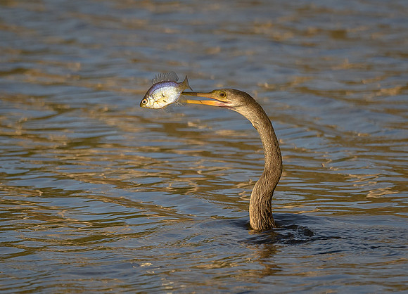 Anhinga