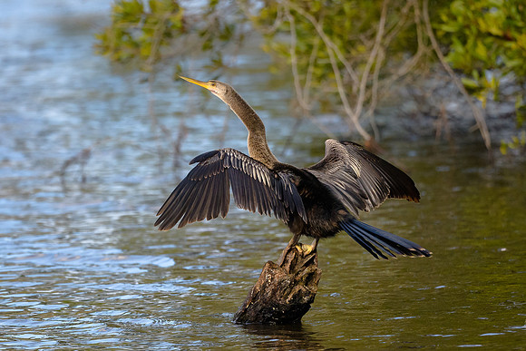 Anhinga