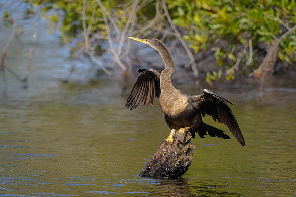 Anhinga