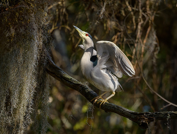 Black-crowned Night Heron