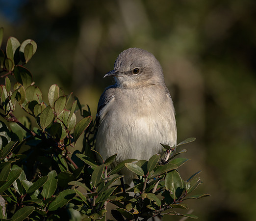 Northern Mockingbird