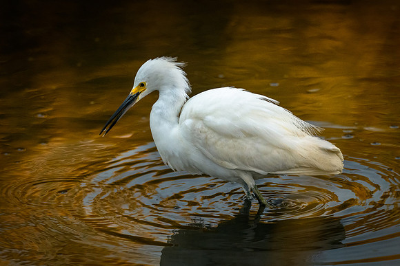 Snowy Egret
