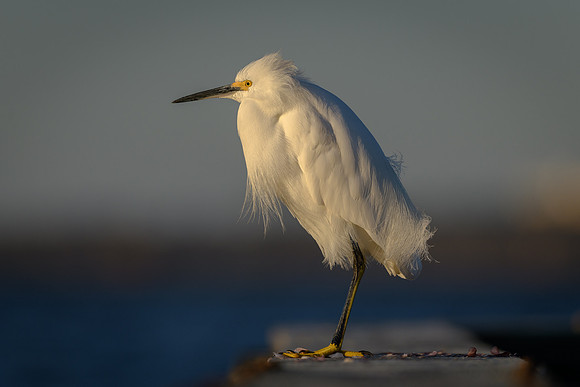 Snowy Egret
