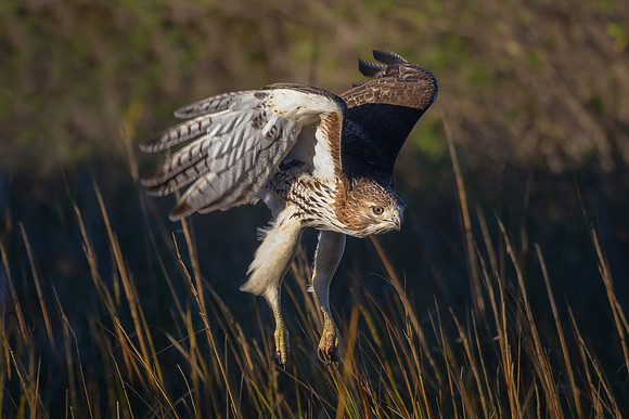 Red-tailed Hawk