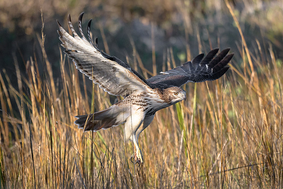 Red-tailed Hawk