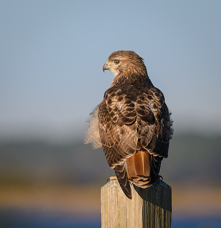Red-tailed Hawk