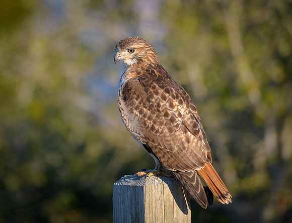 Red-tailed Hawk