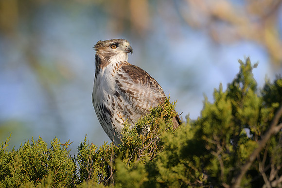 Red-tailed Hawk