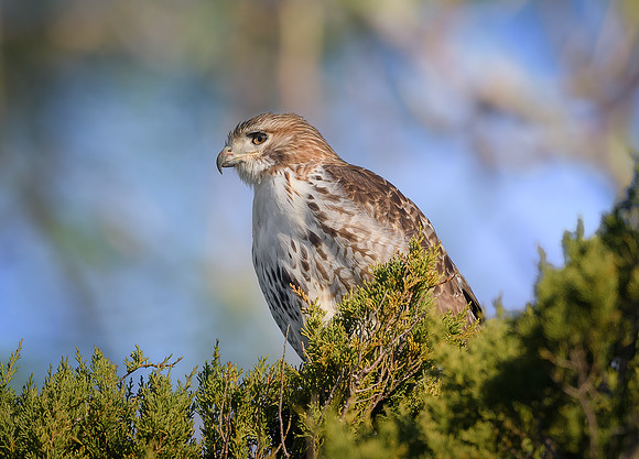 Red-tailed Hawk