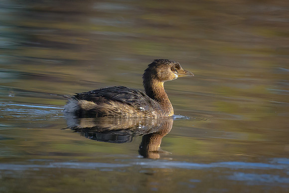Pied-billed Grebe