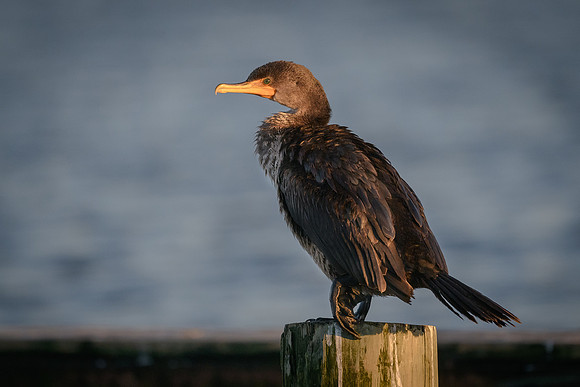 Double-crested Cormorant
