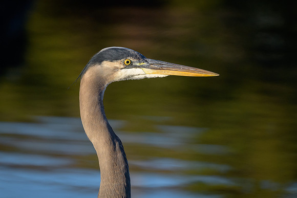 Great Blue Heron