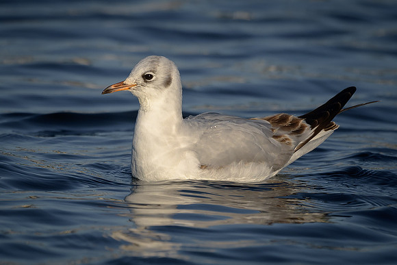 Black-headed Gull