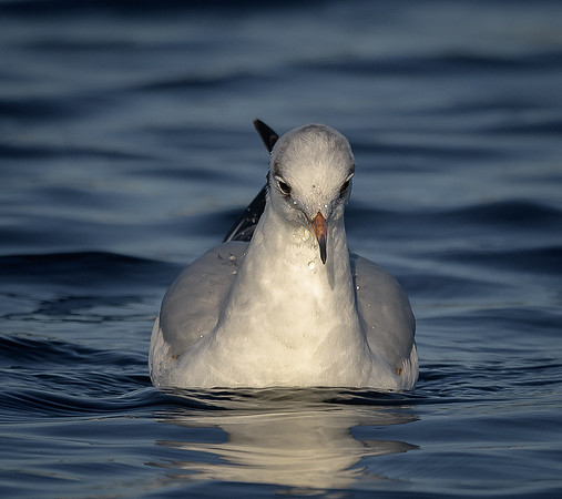 Black-headed Gull
