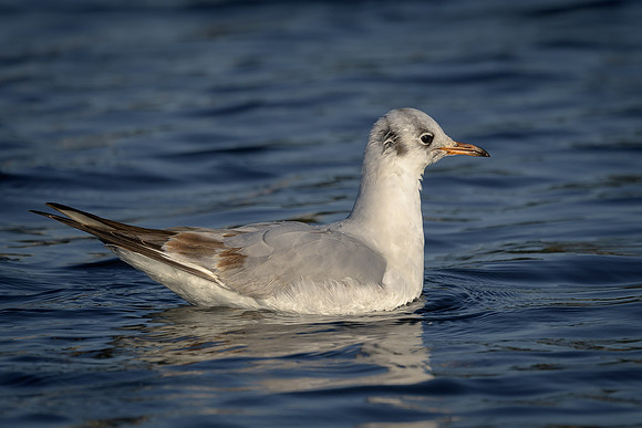 Black-headed Gull