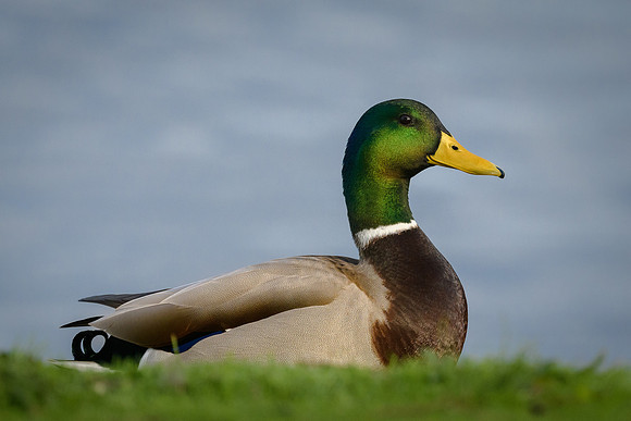 Mallard