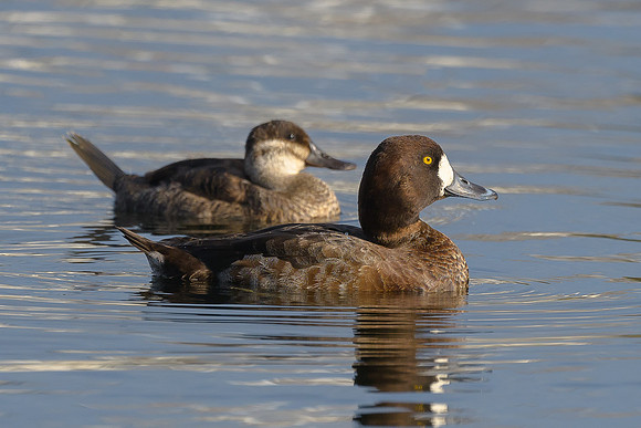 Ruddy Duck and Lesser Scaup