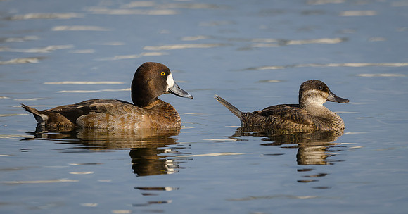Ruddy Duck and Lesser Scaup