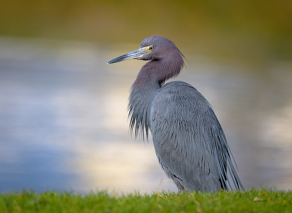Little Blue Heron