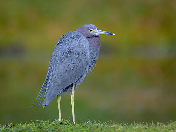 Little Blue Heron
