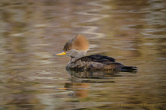 Merganser