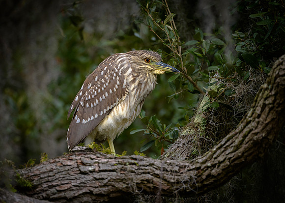 Black-crowned Night Heron