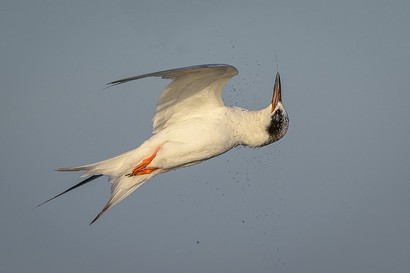 Acrobatic Tern