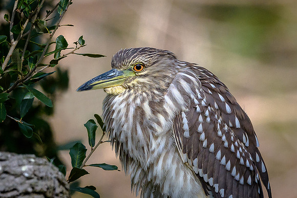 Black-crowned Night Heron