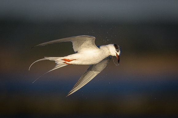 Acrobatic Tern