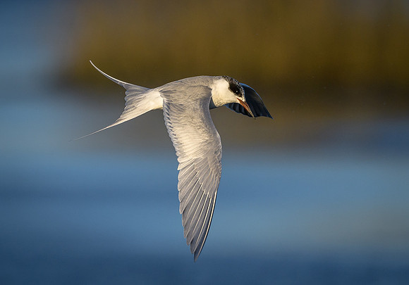 Acrobatic Tern