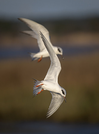 Acrobatic Tern