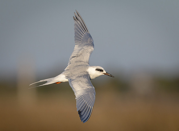 Acrobatic Tern