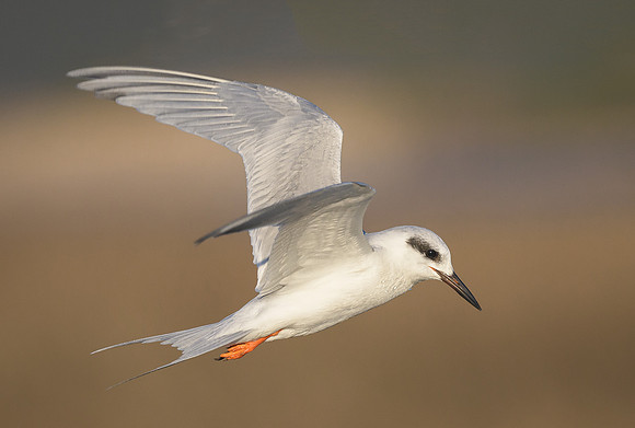 Acrobatic Tern