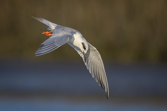 Acrobatic Tern