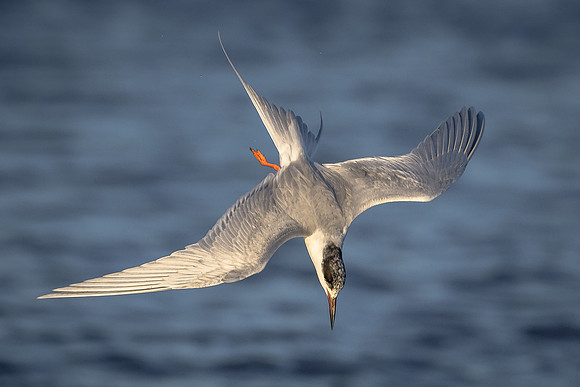 Acrobatic Tern
