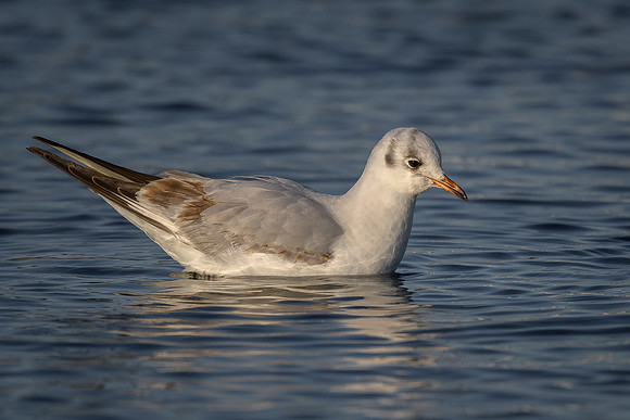 Black-headed Gull