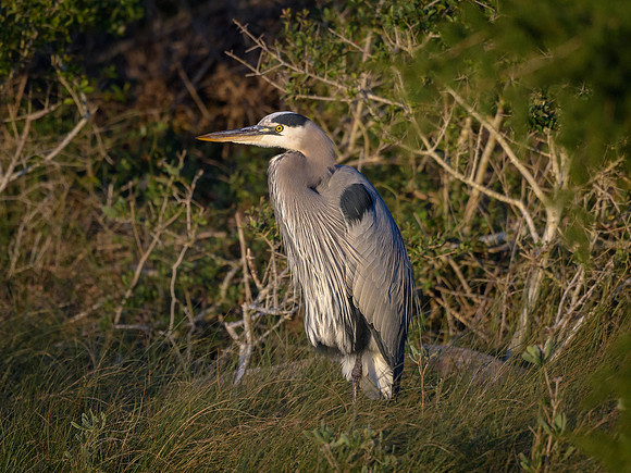 Great Blue Heron