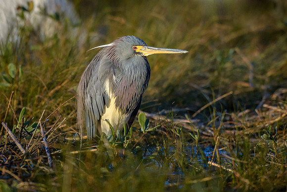 Tricolored Heron
