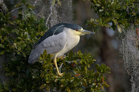 Black-crowned Night Heron