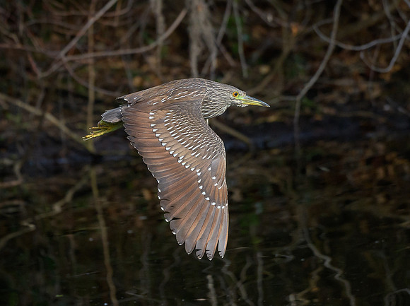 Black-crowned Night Heron