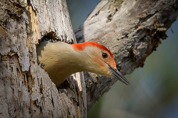 Red-bellied Woodpecker