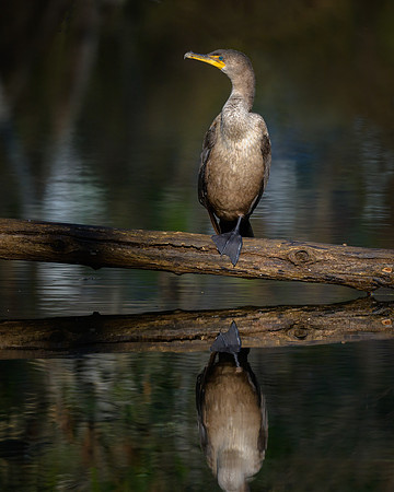Double-crested Cormorant