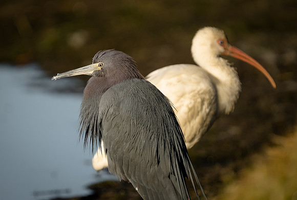 Little Blue Heron