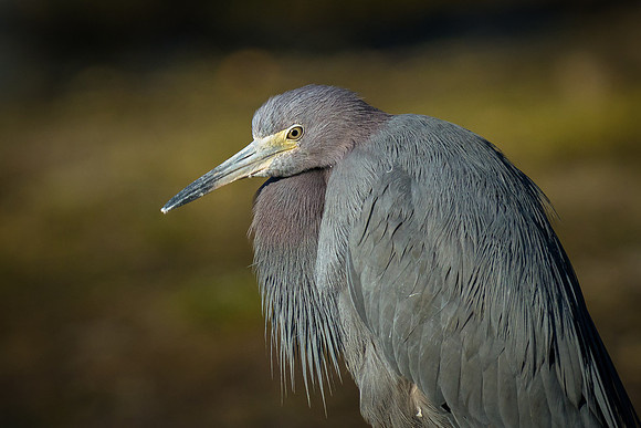 Little Blue Heron