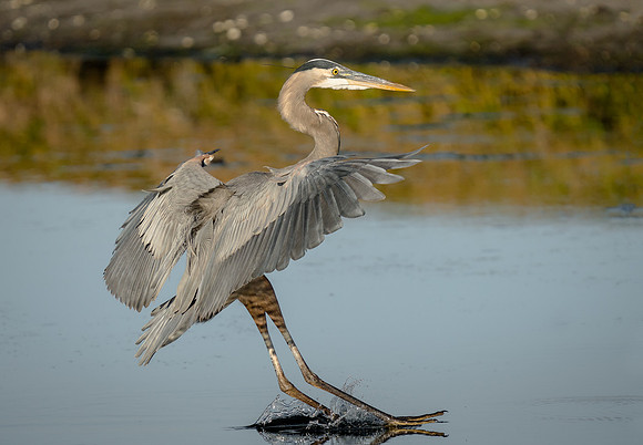 Great Blue Heron