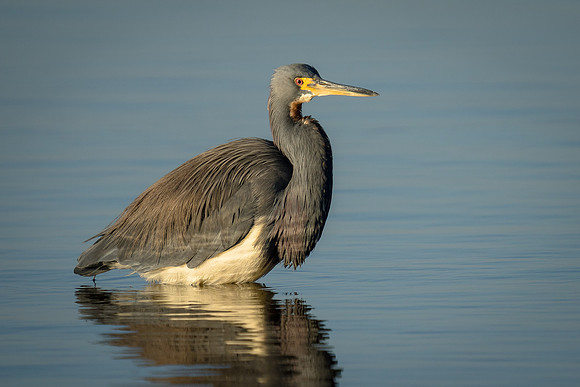Tricolored Heron